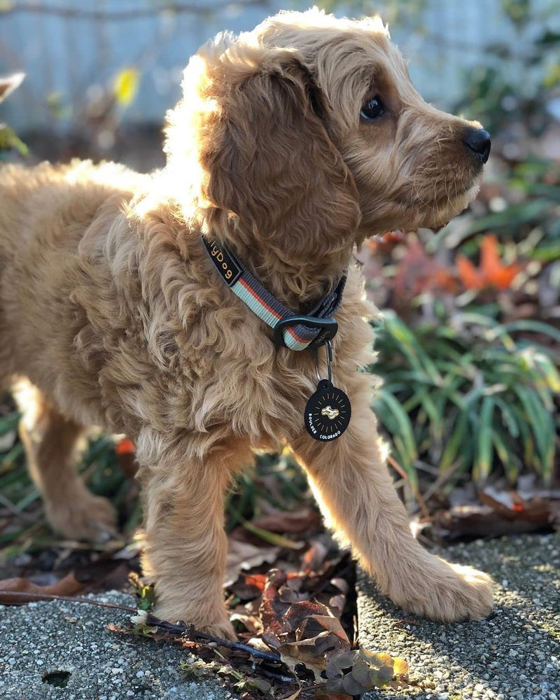 OllyDog Flagstaff Collar, Webbing Dog Collar with Side-Release Buckle, Lightweight Training Collar for Large, Medium and Small Dogs (Large, Surf) - Image 3